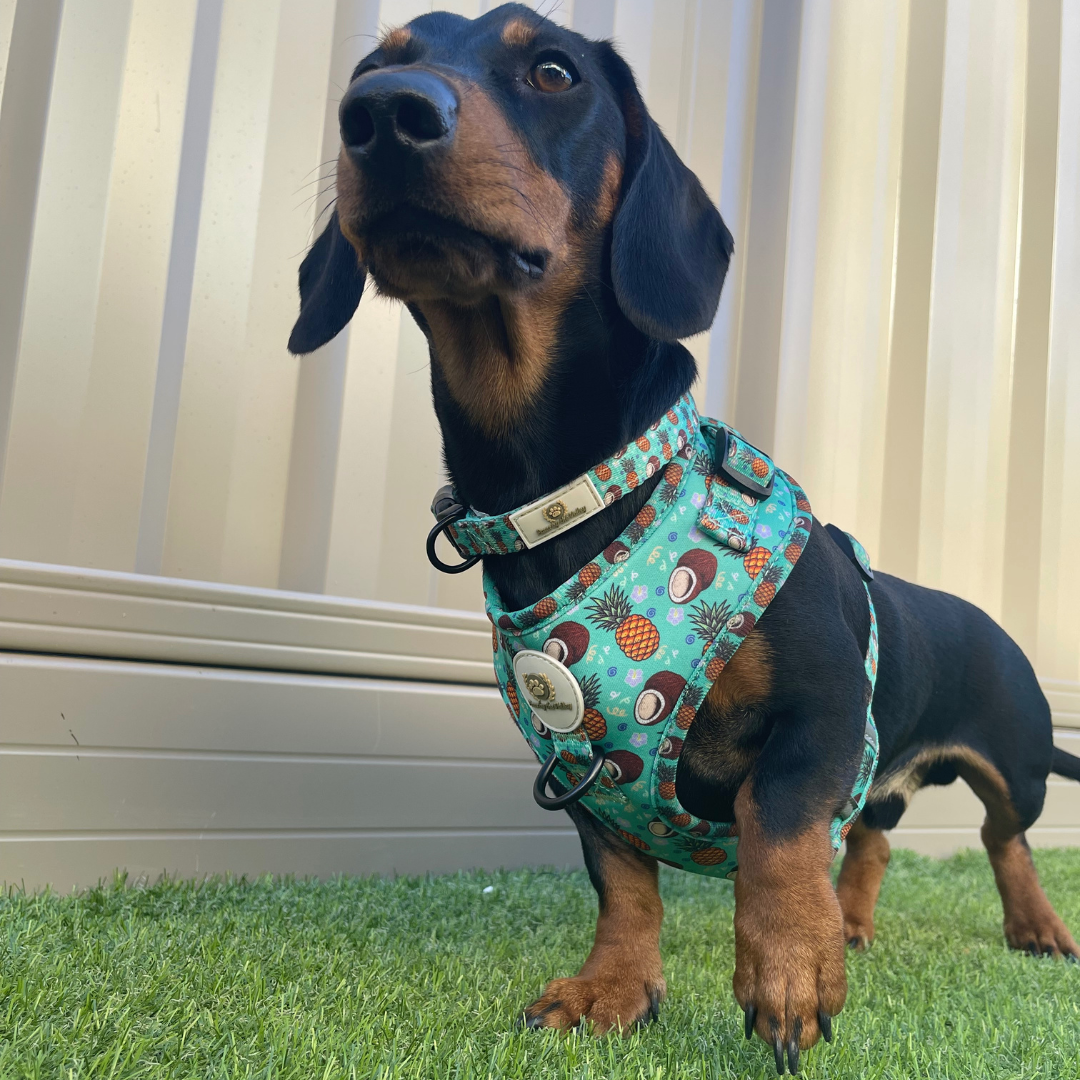 Paws by the Valley Tropical Piña Colada Collar