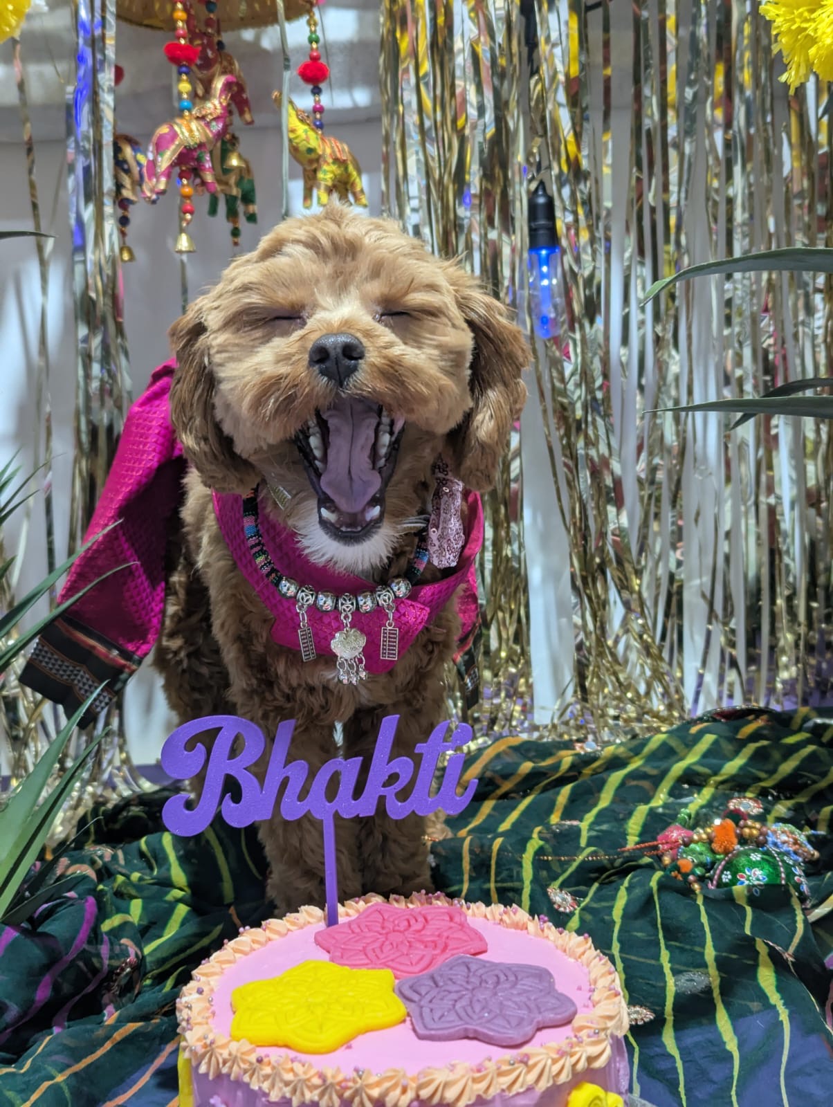 Bollywood Pawty Cake